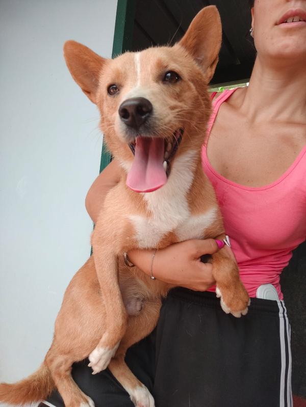 💔 MAMBO – NON LASCIARLO IN CANILE 💔 Foto 4